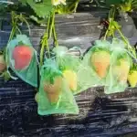 Filet protection fruits oiseaux 4