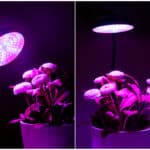 Lampe led croissance et floraison 21